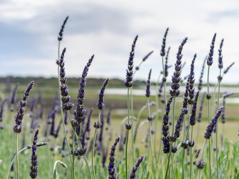 187 Sorrells Road, Finniss SA 5255