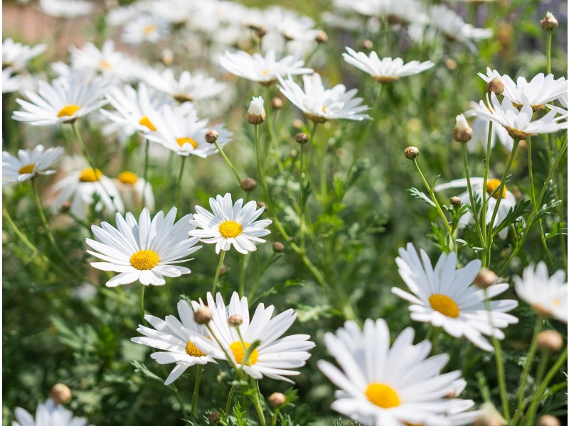 187 Sorrells Road, Finniss SA 5255