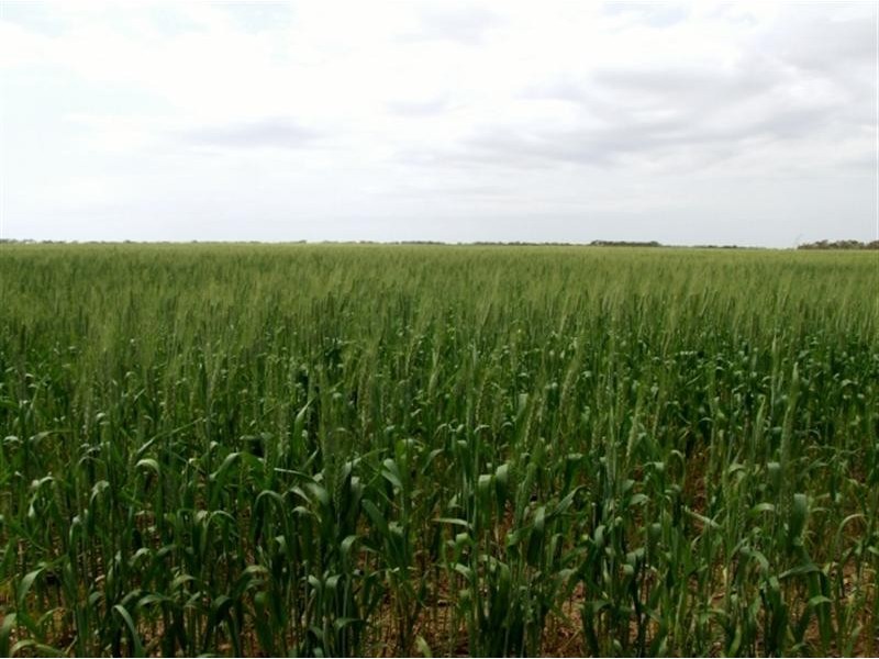 Lot 104 Nurragi Road, Strathalbyn SA 5255