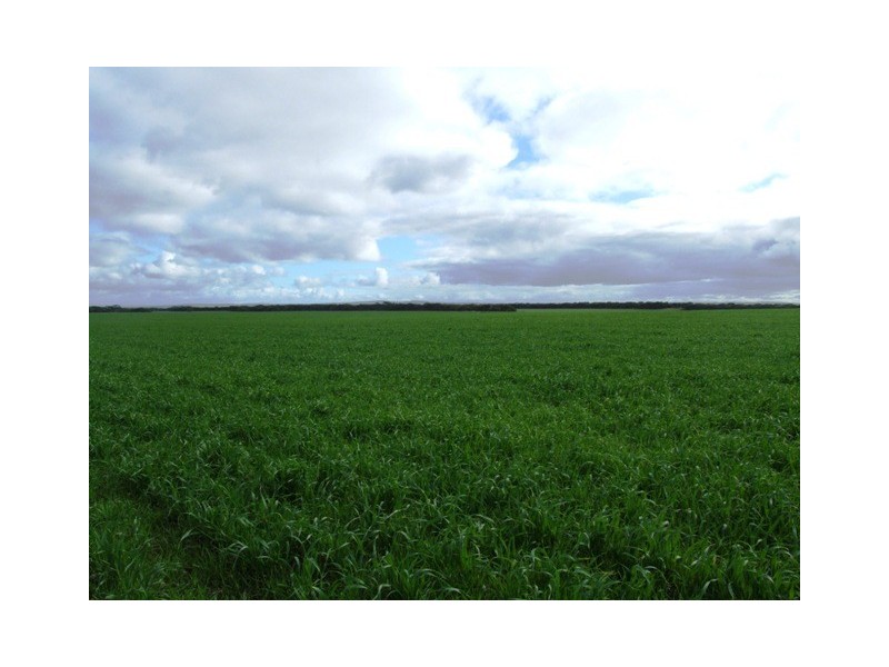 SECTION 503 FLAGSTAFF ROAD, Murray Bridge SA 5253