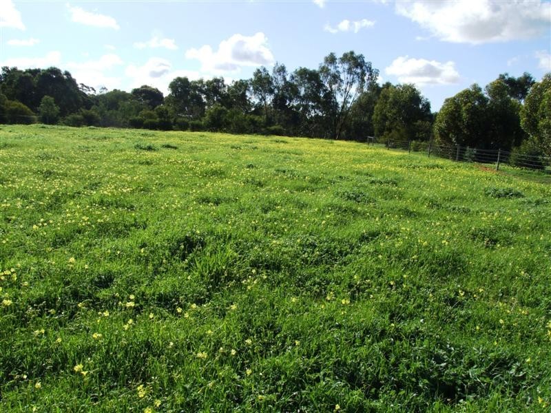 181E Lines Road, Willyaroo SA 5255