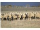 Lot 12 Landseer Road, Milang SA 5256