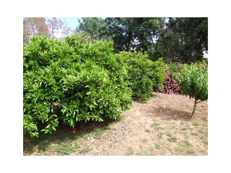 39 Ashbourne Road, Strathalbyn SA 5255