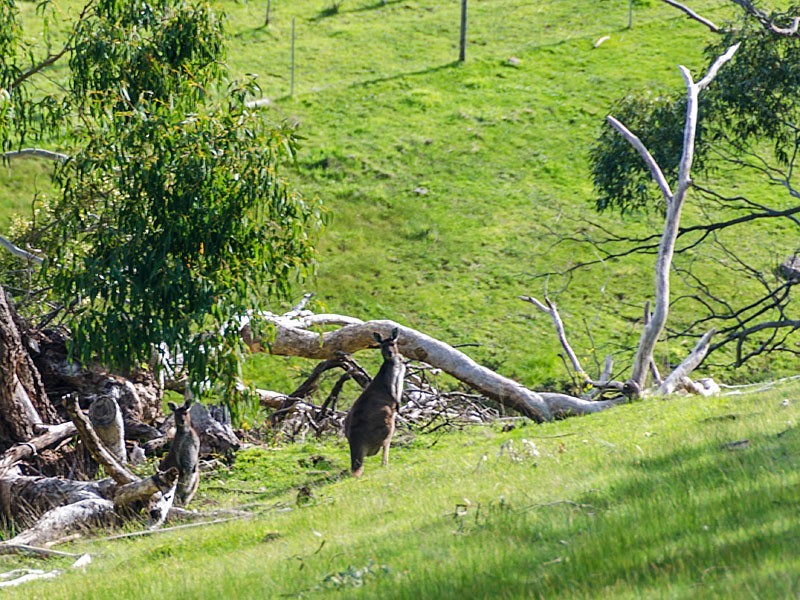 930 Old Bull Creek Rd, Meadows SA 5201