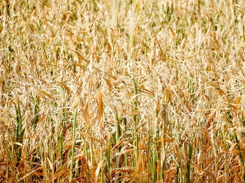 Lot 4 Echo Park Road, Milang SA 5256