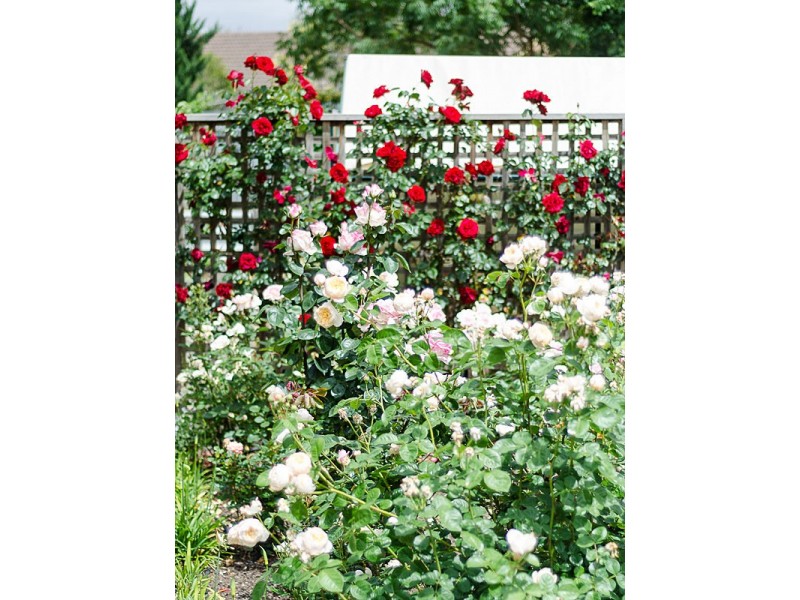 14 Fairfield Drive, Strathalbyn SA 5255