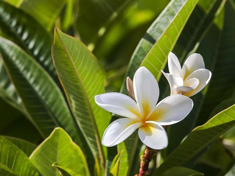 26 Anderson Avenue, Port Noarlunga SA 5167