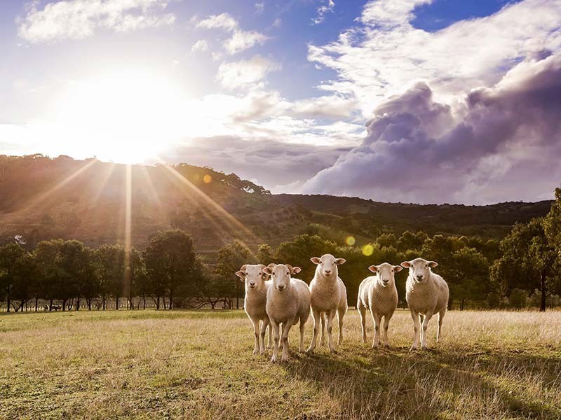 294 Nangkita Road, Mount Compass SA 5210