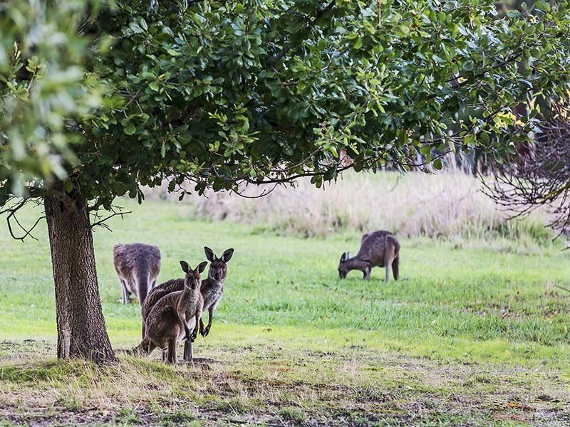 294 Nangkita Road, Mount Compass SA 5210