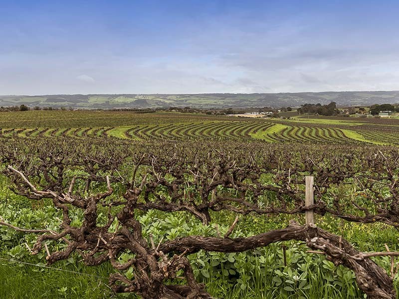 1D Pridmore Avenue, Mclaren Vale SA 5171