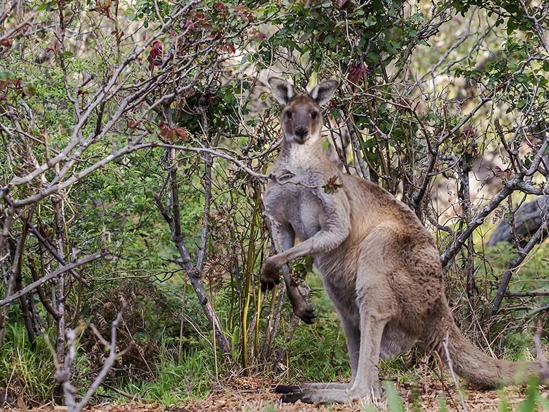 264 Nangkita Road, Mount Compass SA 5210