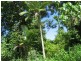 Babinda QLD 4861