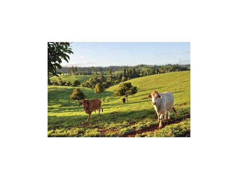 Upper Daradgee QLD 4860