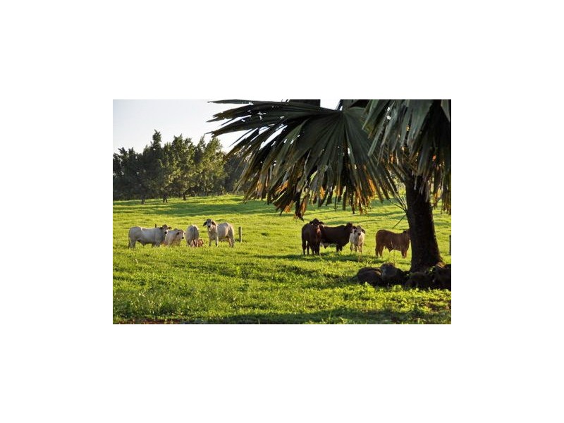 Upper Daradgee QLD 4860