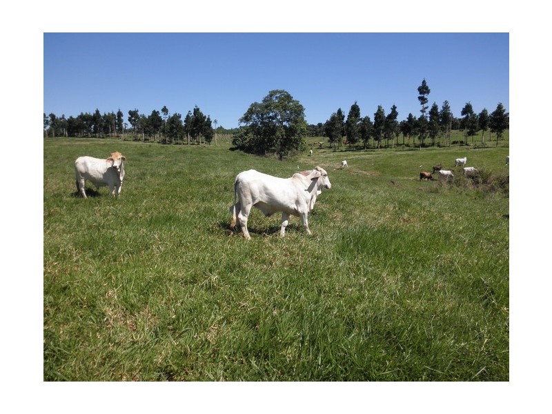 Upper Daradgee QLD 4860