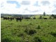 Millaa Millaa QLD 4886