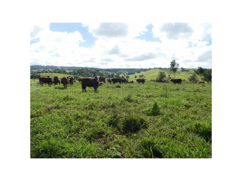 Millaa Millaa QLD 4886