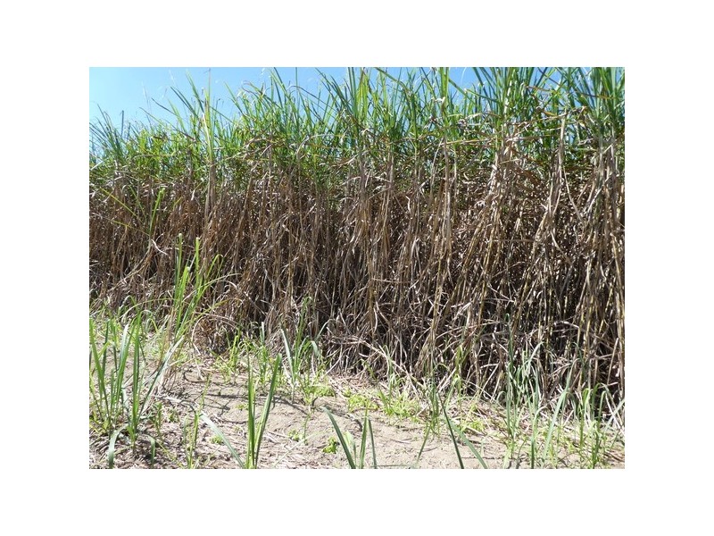 Bartle Frere QLD 4861