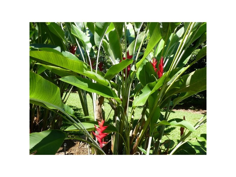 Utchee Creek QLD 4871