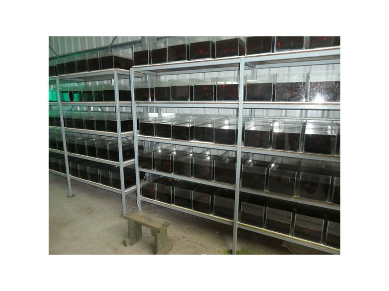 Mourilyan Harbour QLD 4858