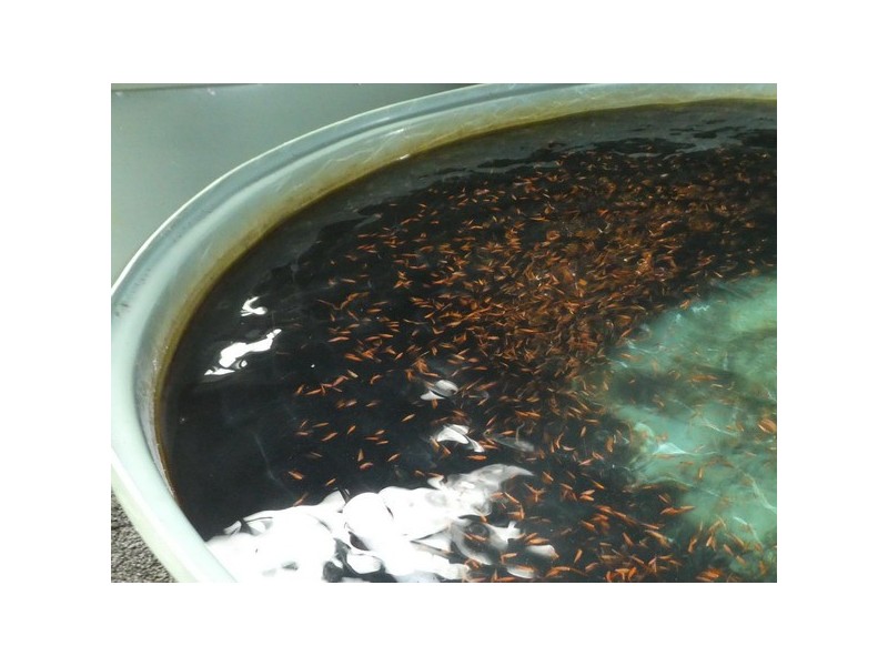 Mourilyan Harbour QLD 4858