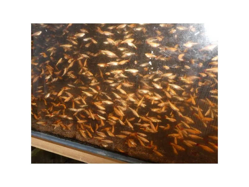 Mourilyan Harbour QLD 4858