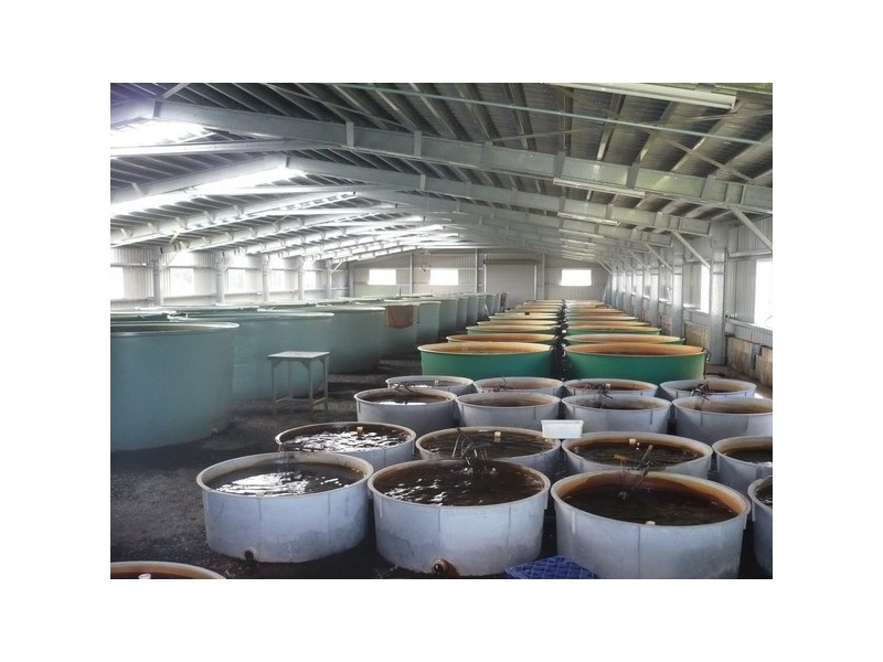 Mourilyan Harbour QLD 4858