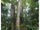 Japoonvale QLD 4856