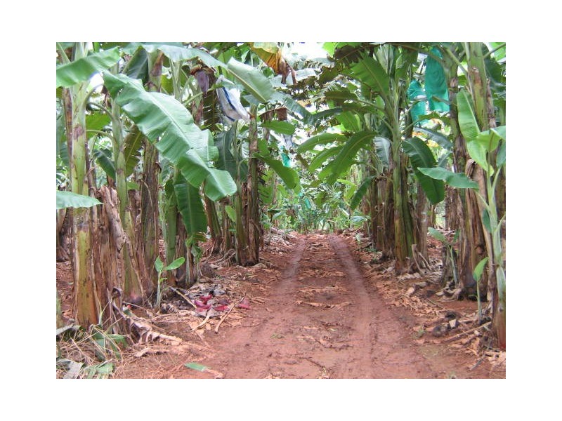 Upper Daradgee QLD 4860