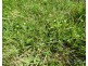 Mourilyan QLD 4858
