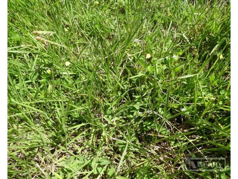Mourilyan QLD 4858