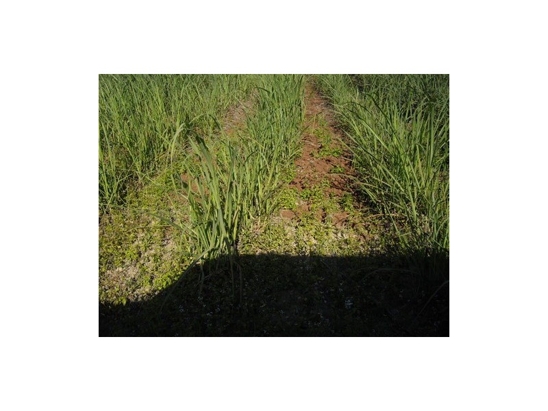 Kurrimine Beach QLD 4871