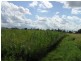 Innisfail QLD 4860