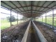 Millaa Millaa QLD 4886