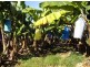 Innisfail QLD 4860