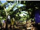 Innisfail QLD 4860