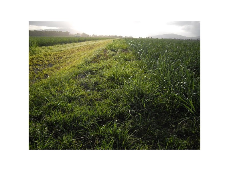 Silkwood QLD 4856
