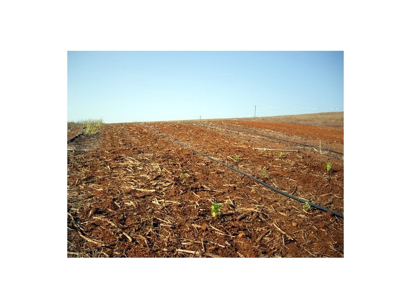 South Johnstone QLD 4859