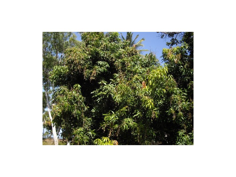 Bramston Beach QLD 4871