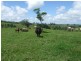 Millaa Millaa QLD 4886