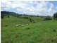 Millaa Millaa QLD 4886