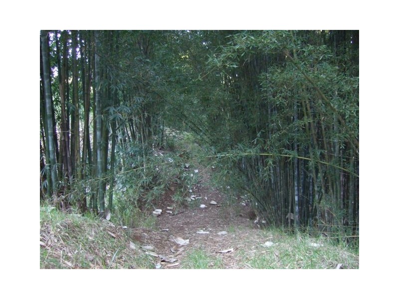Millaa Millaa QLD 4886