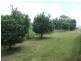 Millaa Millaa QLD 4886