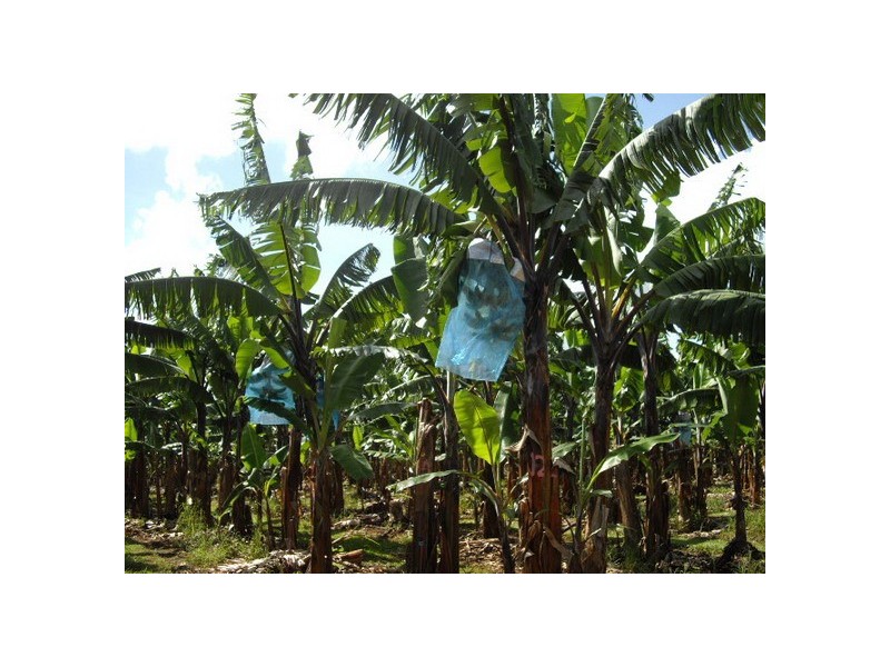 South Johnstone QLD 4859