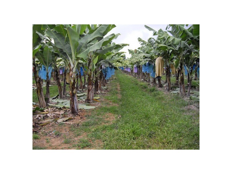 Daradgee QLD 4860