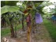 Daradgee QLD 4860