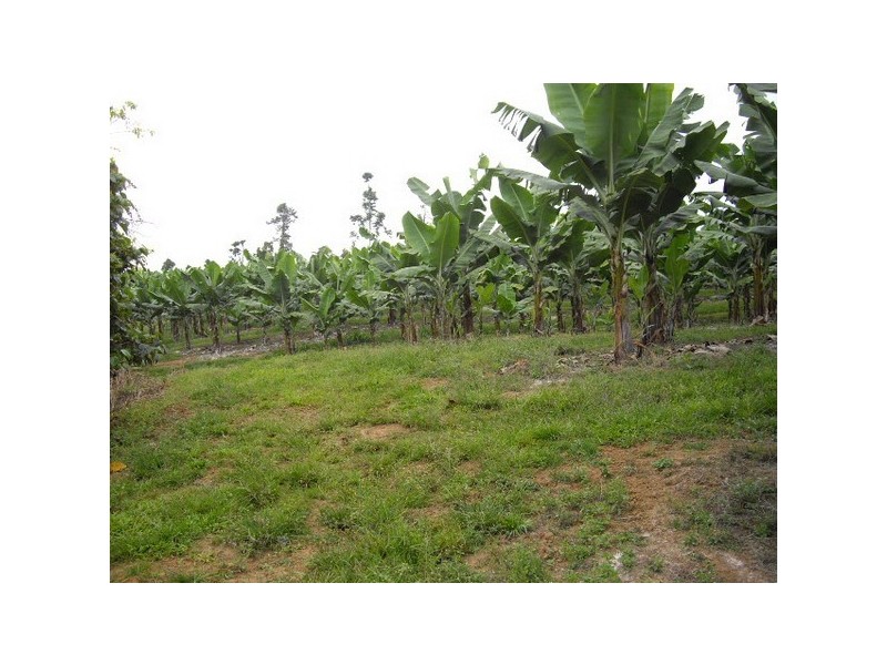 Daradgee QLD 4860