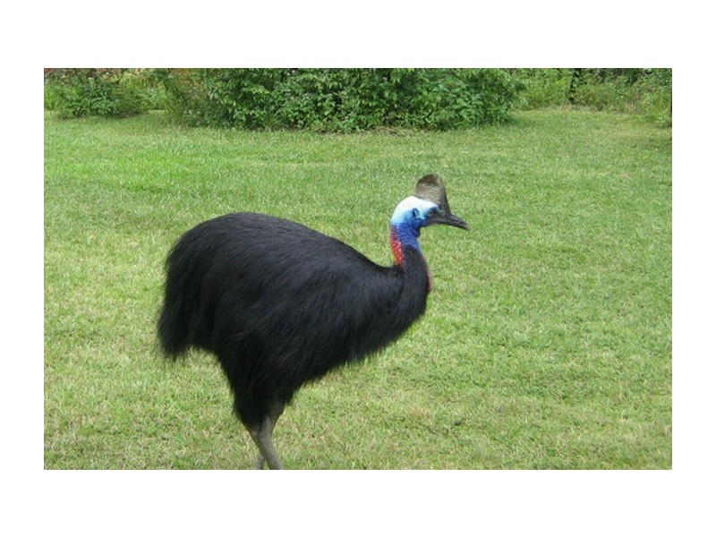 Jubilee Heights QLD 4860