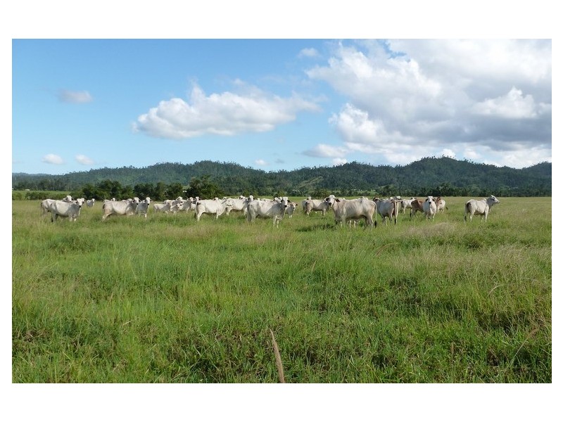 Mena Creek QLD 4871