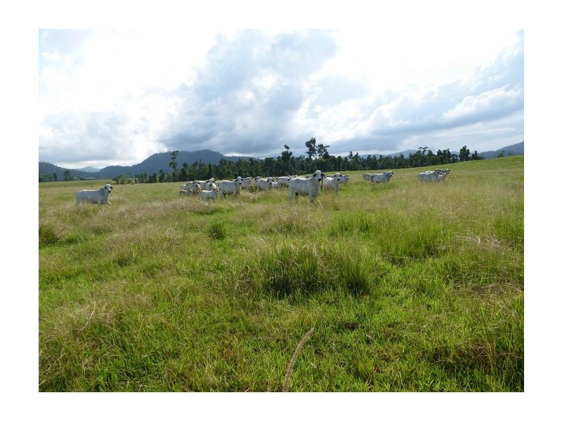 Mena Creek QLD 4871
